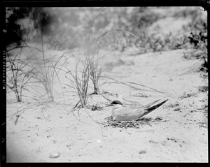 Terns in Chatham