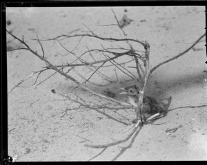 Terns in Chatham