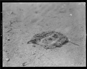 Terns in Chatham