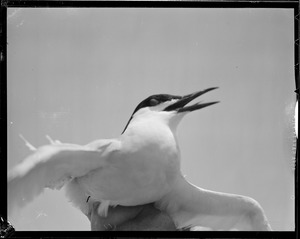 Terns in Chatham