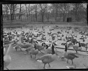 Ducks and geese and swans at Franklin Park