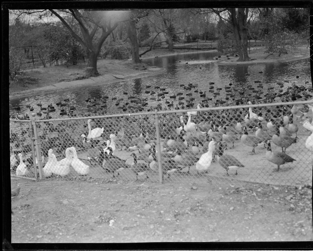 Ducks and geese and swans at Franklin Park
