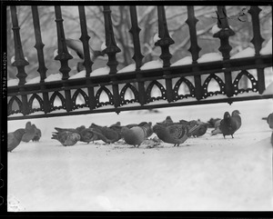 Pigeons