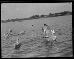 Birds in water