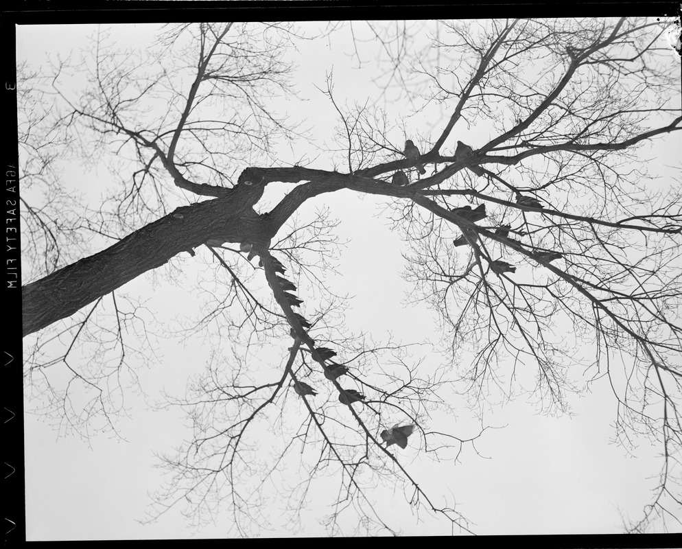 Birds in tree Digital Commonwealth
