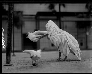 Pelican