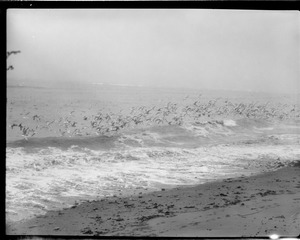 Seagulls Winthrop