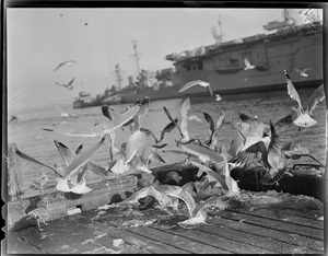 Seagulls