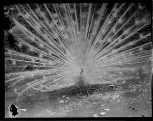 Peacocks
