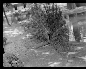 Peacocks