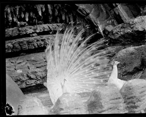 Peacocks
