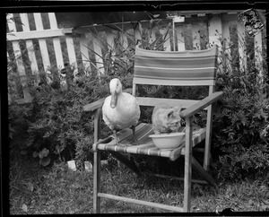 Duck Martha and her garden at 78 Winthrop Street in Medford