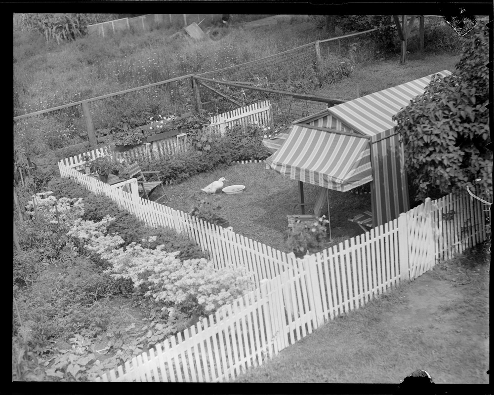 Duck Martha and her garden at 78 Winthrop Street in Medford