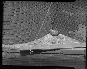 Pigeon nesting in building