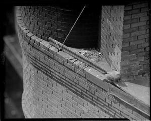 Pigeon nesting in building