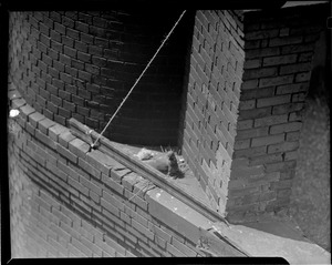Pigeon nesting in building