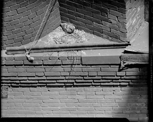Pigeon nesting in building