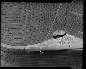 Pigeon nesting in building