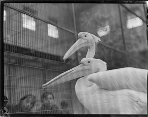 Pelicans?