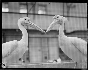 Pelicans?