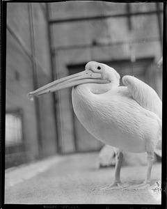 Pelicans?
