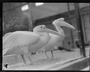 Pelicans?