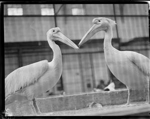 Pelicans?