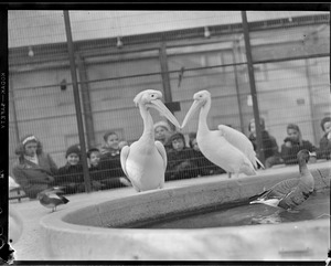 Pelicans?