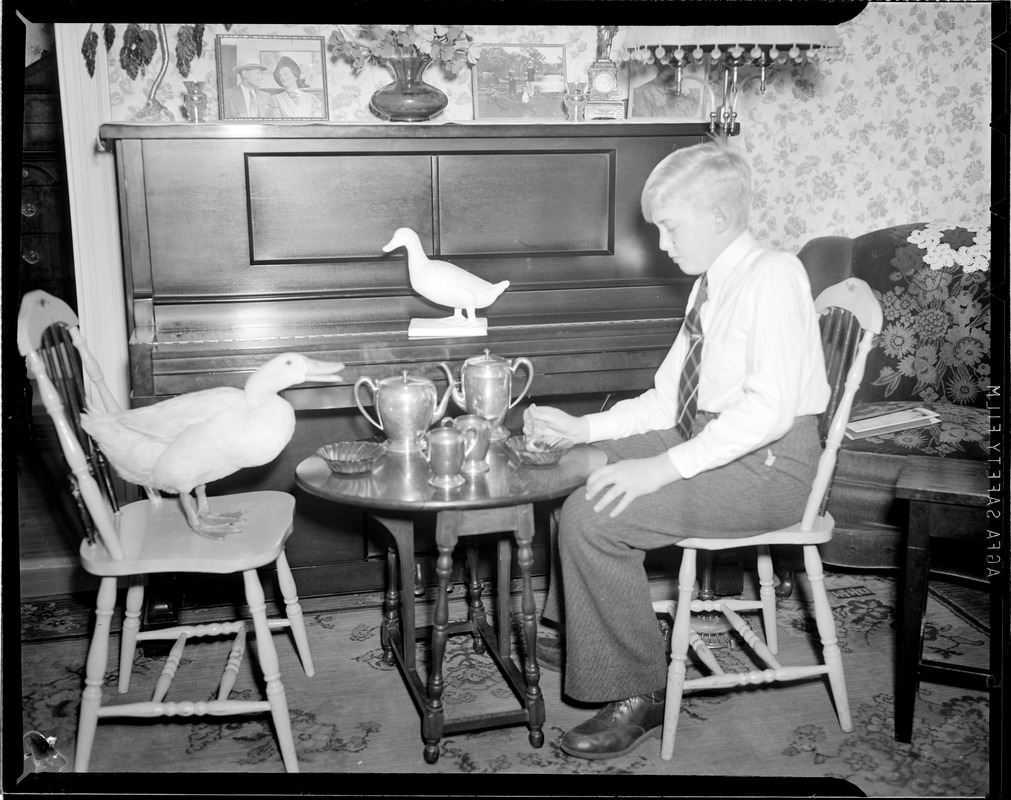 White duck is pet on Beacon Hill