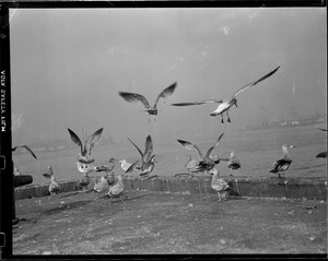 Seagulls