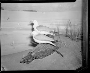 Ducks & geese