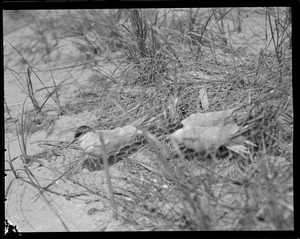 Terns at Chatham