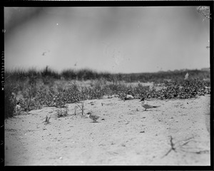 Terns at Chatham