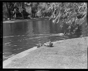 Mother duck and young - Public Garden