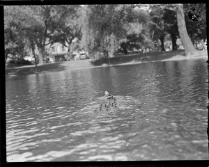 Mother duck and young - Public Garden