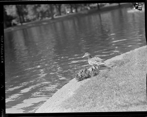 Mother duck and young - Public Garden