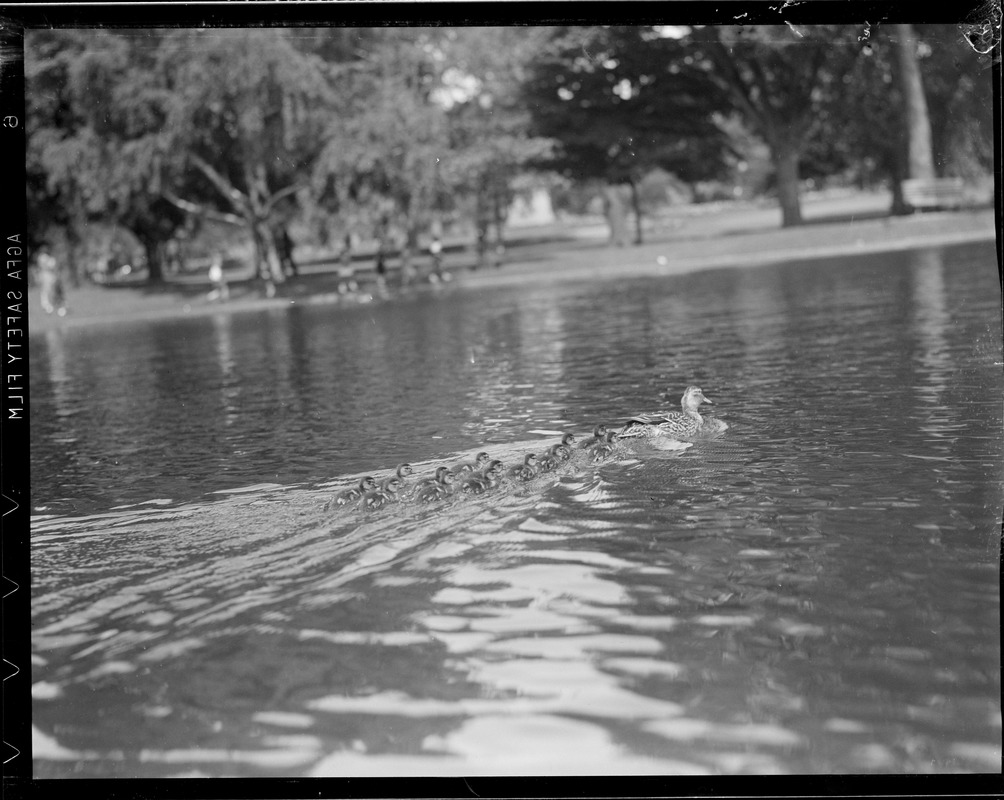 Mother duck and young - Public Garden