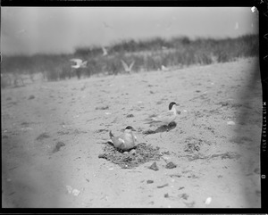 Terns - Chatham, MA
