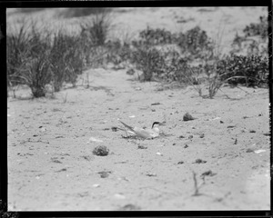 Terns - Chatham, MA