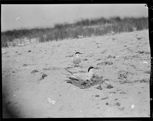 Terns - Chatham, MA