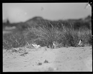 Terns - Chatham, MA