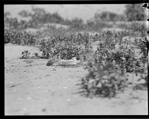 Terns - Chatham, MA