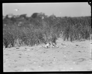 Terns - Chatham, MA