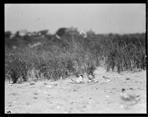Terns - Chatham, MA