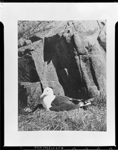 Seagull