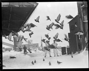 Workers feeding pigeon