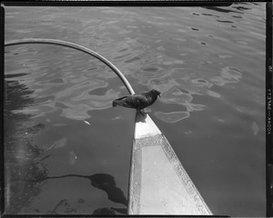 Pigeon perched over water