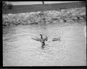 Ducks in Charles River