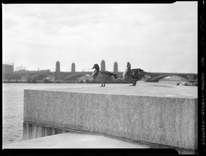 Ducks on the Esplanade