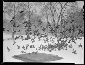 Flock of pigeons